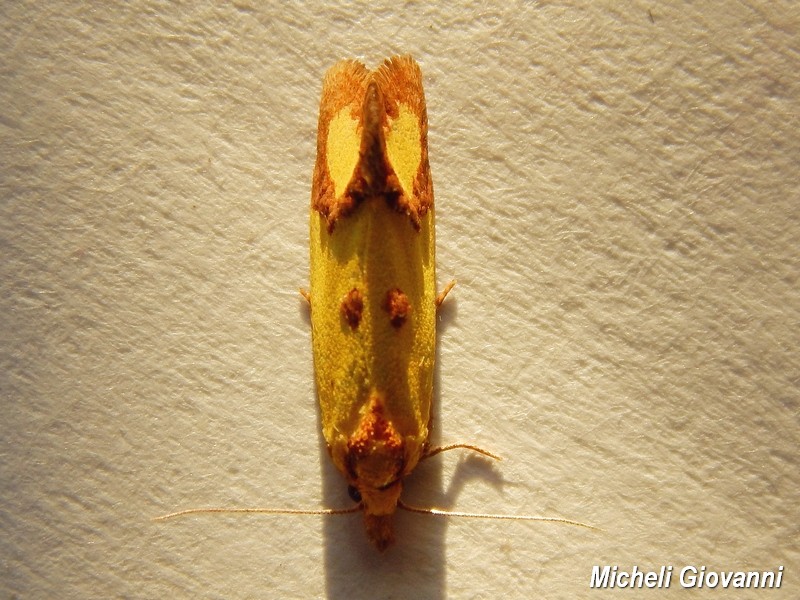 Tortricidae (?) da ID - Agapeta zoegana